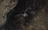 Une femelle chauve-souris frugivore égyptienne quitte la grotte avec son petit attaché en dessous (Crédit : Yuval Barkai).
