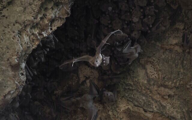 Une femelle chauve-souris frugivore égyptienne quitte la grotte avec son petit attaché en dessous (Crédit : Yuval Barkai). Une femelle chauve-souris frugivore égyptienne quitte la grotte avec son petit attaché en dessous (Crédit : Yuval Barkai).