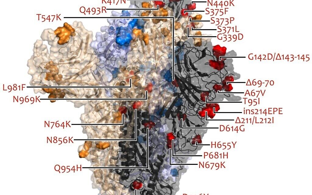 Mutations de la protéine de pointe du variant Omicron (MRC-University of Glasgow Centre for Virus Research) Mutations de la protéine de pointe du variant Omicron (MRC-University of Glasgow Centre for Virus Research)