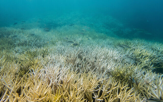 Des coraux blanchis à Guam, en 2017. (Crédit : David Burdick/NOAA via AP)
