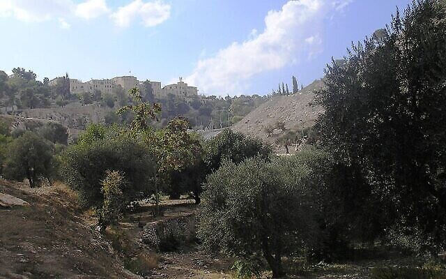 De vieux oliviers poussent dans la vallée de Hinnom, à Jérusalem. (Crédit : Deror Avi, CC BY-SA 3.0, Wikimedia Commons) De vieux oliviers poussent dans la vallée de Hinnom, à Jérusalem. (Crédit : Deror Avi, CC BY-SA 3.0, Wikimedia Commons)