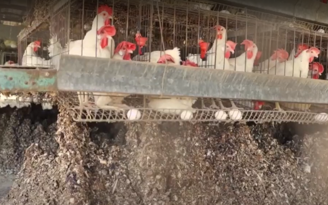 Conditions dégoûtantes dans une ferme d'œufs du nord d'Israël, où les poules vivent dans des cages au-dessus de tas de leurs propres excréments. (Crédit : Capture d'écran) Conditions dégoûtantes dans une ferme d'œufs du nord d'Israël, où les poules vivent dans des cages au-dessus de tas de leurs propres excréments. (Crédit : Capture d'écran)