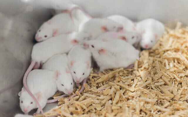 Illustration : Souris de laboratoire. (toeytoey2530/Istock via Getty Images)