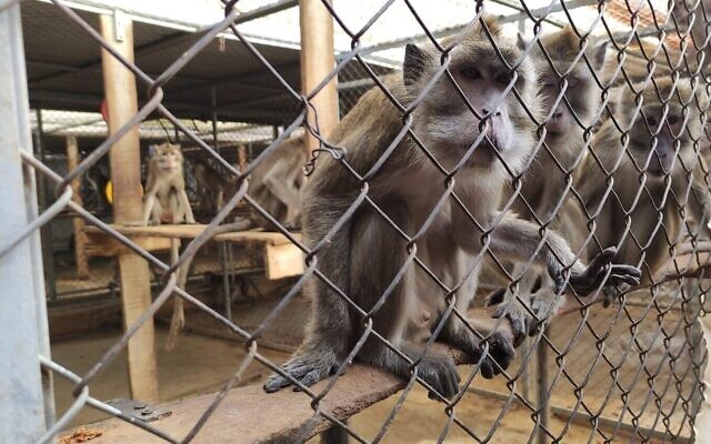 Des singes dans une cage de la Mazor Farm près de Petah Tikva, dans le centre d'Israël. (Autorisation : IPSF)