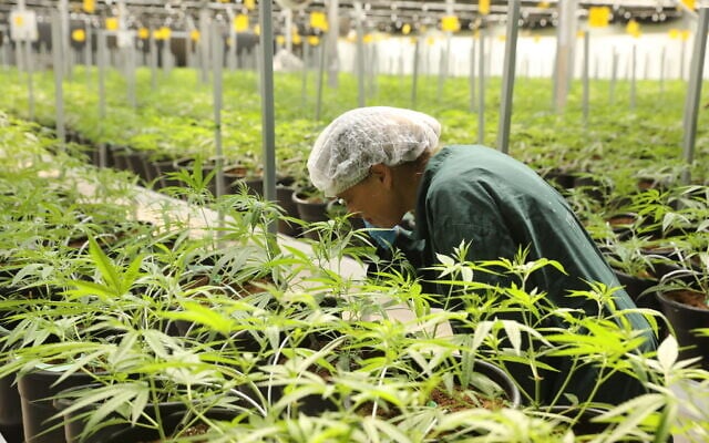 Illustration. Plants de cannabis cultivées à des fins médicales en Israël. (Crédit : Chen Galili)