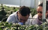 Une ferme de cannabis médical en Israël. Illustration. (Crédit : Eyal Basson/ Ministère de la Santé)