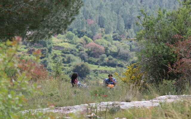 La forêt de Neve Ilan. (Crédit : Shmuel Bar-Am)