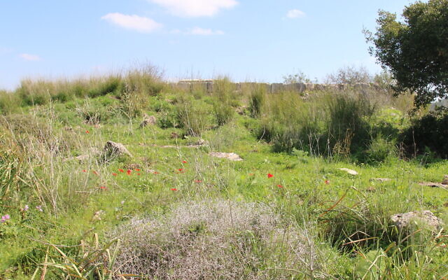 Une vue des ruines de la forteresse au sommet de la colline dans la forêt de Hollande. (Crédit : Shmuel Bar-Am)