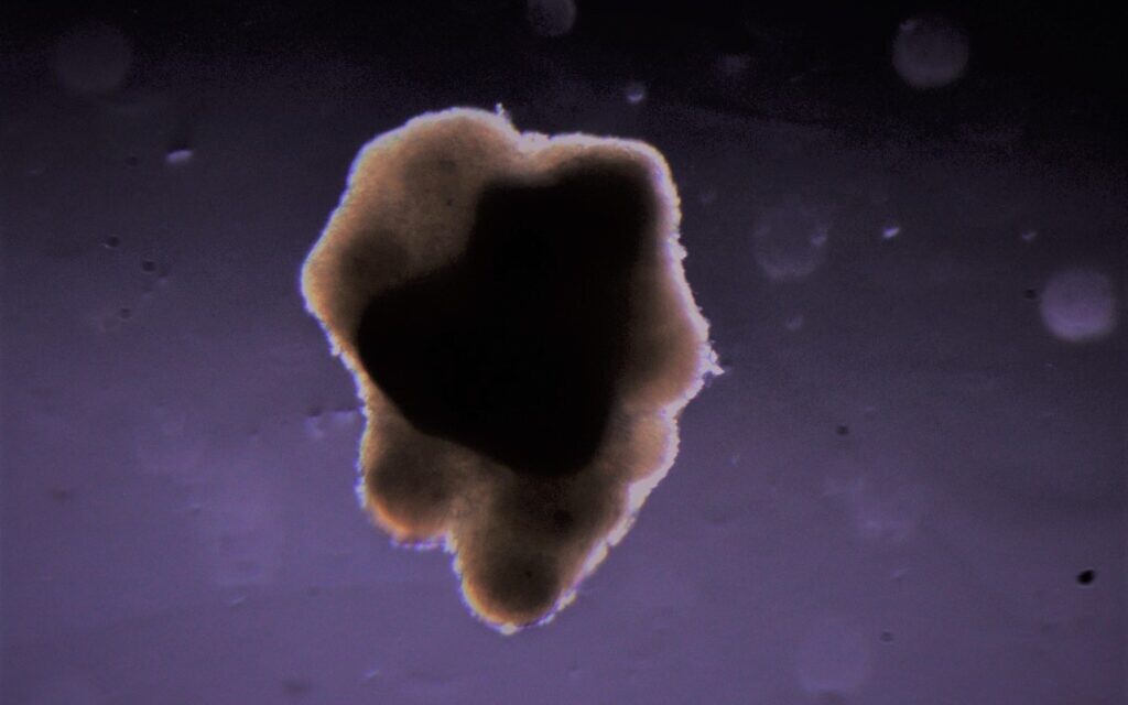 Dans le cadre de la mission spatiale Rakia, l'expérience "Meat for Space" étudiera l'impact de l'absence de gravité sur la culture des cellules animales qui constituent le tissu musculaire de la viande de culture. (Crédit : Aleph Farms)