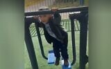 Ammar Hujayrat, 4 ans, dans l'aire de jeux de Bir al-Maksur le 6 janvier 2022, peu de temps avant qu'il ne soit mortellement touché par des balles perdues (Crédit : capture d'écran Youtube).