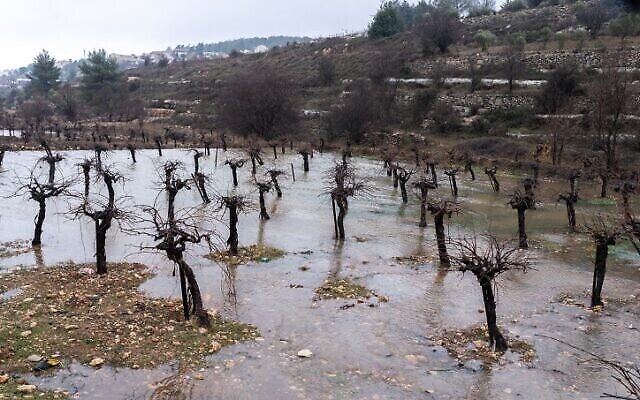 Vignobles inondés après de fortes pluies près de l'implantation juive d'Efrat, dans le Gush Etzion, le 9 janvier 2020. (Crédit : Yaniv Nadav/ Flash90) Vignobles inondés après de fortes pluies près de l'implantation juive d'Efrat, dans le Gush Etzion, le 9 janvier 2020. (Crédit : Yaniv Nadav/ Flash90)