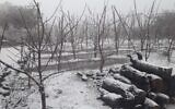 La neige tombe près d'Ein Zivan dans les hauteurs du Golan, le 26 janvier 2022. (Autorisation)