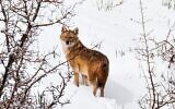 Un chacal vu sur le Mont Hermon en 2021. (Dafna Ben Nun)
