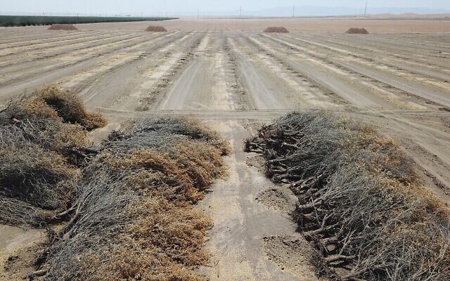 Des amandiers morts gisent dans un champ ouvert après avoir été retirés par un agriculteur en raison du manque d'eau pour les irriguer, à Huron, en Californie, une ville de la vallée centrale frappée par la sécheresse, le 23 juillet 2021. (Crédit : Robyn Beck / AFP) Des amandiers morts gisent dans un champ ouvert après avoir été retirés par un agriculteur en raison du manque d'eau pour les irriguer, à Huron, en Californie, une ville de la vallée centrale frappée par la sécheresse, le 23 juillet 2021. (Crédit : Robyn Beck / AFP)