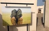 Des œuvres présentées au Rakfaf, le festival des beaux-arts émirati qui présente des œuvres israéliennes et qui a ouvert ses portes le 4 février 2022. (Autorisation: Sharon Toval)
