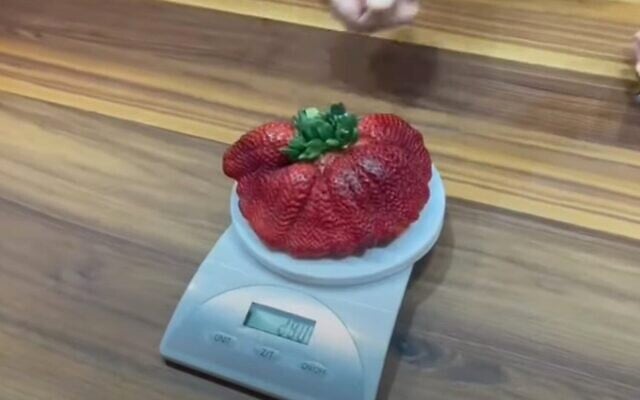 Capture d'écran issue d'une vidéo montrant une fraise cultivée en Israël et consacrée fraise la plus lourde du monde par le livre Guinness des records, le 15 février 2022. (YouTube) Capture d'écran issue d'une vidéo montrant une fraise cultivée en Israël et consacrée fraise la plus lourde du monde par le livre Guinness des records, le 15 février 2022. (YouTube)