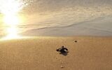 Un bébé tortue se dirigeant vers la mer depuis un nid protégé dans le parc national de Palmachim, le 1ᵉʳ août 2021. (Crédit : Yaniv Cohen, Autorité israélienne de la nature et des parcs)