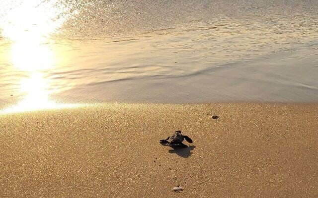 Une petite tortue se dirige vers la mer après avoir quitté un nid protégé dans le parc national de Palmachim, le 1er août 2021. (Crédit : Yaniv Cohen, Israel Nature and Parks Authority) Une petite tortue se dirige vers la mer après avoir quitté un nid protégé dans le parc national de Palmachim, le 1er août 2021. (Crédit : Yaniv Cohen, Israel Nature and Parks Authority)