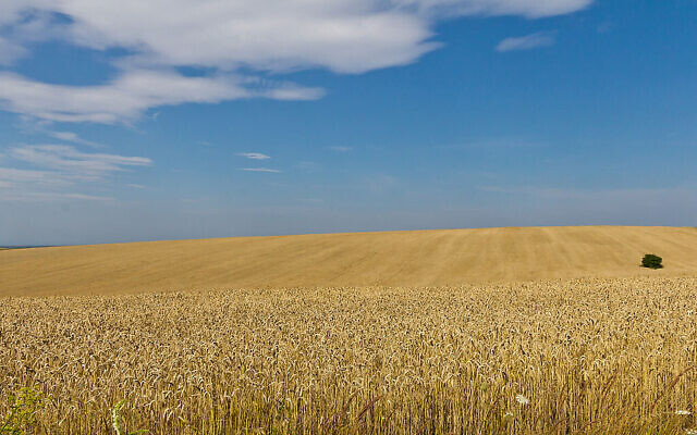 Champs de blé en plein été (août) en Ukraine, Oblast de Lviv. (Crédit : © Raimond Spekking /CC BY-SA 4.0)