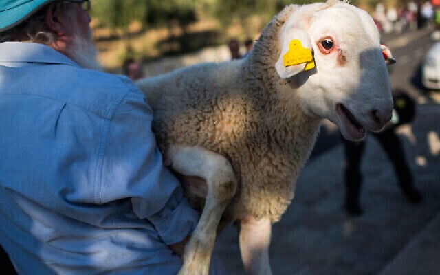 Un mouton est transporté en vue de la cérémonie du sacrifice pascal à Beit Orot à Jérusalem-Est, le 18 avril 2016. (Crédit : Hadas Parush/Flash90)