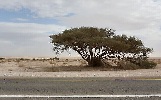 Vue d'un arbre depuis l'autoroute de l'Arava, dans le sud d'Israël, le 8 janvier 2013. (Crédit : Nati Shohat/FLASH90)