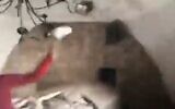 Un homme jetant des pierres à l'intérieur du tombeau de Joseph près de Naplouse, apparemment le 11 avril 2022 (Crédit: Capture d'écran)