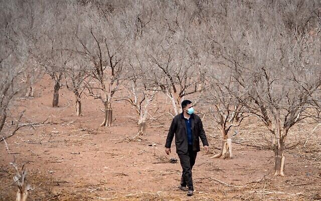 Sur cette photo prise le 22 octobre 2020, un agriculteur marche au milieu des orangers desséchés par la sécheresse dans les plaines au sud d’Agadir, au cœur du Maroc. (Crédit : Fadel Senna/AFP) Sur cette photo prise le 22 octobre 2020, un agriculteur marche au milieu des orangers desséchés par la sécheresse dans les plaines au sud d’Agadir, au cœur du Maroc. (Crédit : Fadel Senna/AFP)