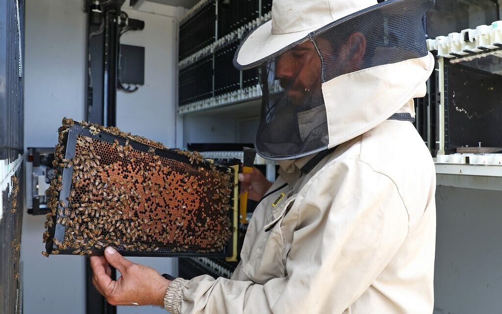 Un apiculteur travaille sur une ruche robotisée, du projet high-tech Beehome, au kibboutz Bet Haemek, dans le nord de la Galilée, le 14 mai 2022. (Crédit : JACK GUEZ / AFP)
