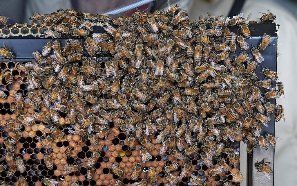 Une ruche robotisée, du projet high-tech Beehome, au kibboutz Bet Haemek, dans le nord de la Galilée, le 14 mai 2022. (Crédit : JACK GUEZ / AFP)