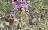 L'orchidée abeille, Ophrys holosericea, vue près du parking de Rakit dans les montagnes du Carmel, le 7 mai 2022. (Crédit : Sue Surkes/Times of Israel)