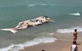 Un jeune cachalot échoué sur une plage de Tel Aviv le 20 mai 2022 (Crédit: Screenshot/Twitter)