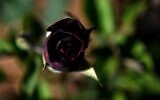 Des roses noires de Halfeti à l'intérieur d'une serre dans la ville de Halfeti à Sanliurfa, le 16 mai 2022. (Crédit : Ozan KOSE / AFP)
