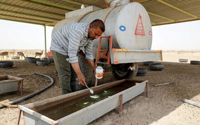 Turki al-Jayashi, directeur de la réserve faunique de Sawa, ajoute des compléments alimentaires à l'abreuvoir de la réserve dans le désert de Samawa, dans la province d'al-Muthanna, dans le sud de l'Irak, le 8 juin 2022. (Crédit : Asaad NIAZI / AFP) Turki al-Jayashi, directeur de la réserve faunique de Sawa, ajoute des compléments alimentaires à l'abreuvoir de la réserve dans le désert de Samawa, dans la province d'al-Muthanna, dans le sud de l'Irak, le 8 juin 2022. (Crédit : Asaad NIAZI / AFP)