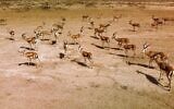 Cette vue aérienne montre des gazelles Rhim en train de brouter dans la réserve faunique de Sawa, dans le désert de Samawa, dans la province d'al-Muthanna, dans le sud de l'Irak, le 8 juin 2022. (Crédit : Asaad NIAZI / AFP)