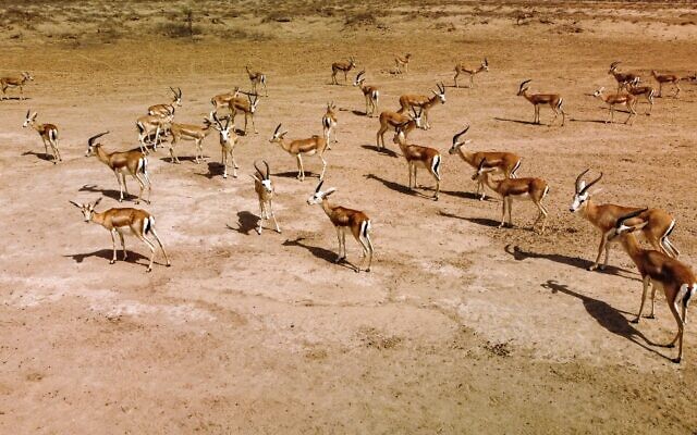 Cette vue aérienne montre des gazelles Rhim en train de brouter dans la réserve faunique de Sawa, dans le désert de Samawa, dans la province d'al-Muthanna, dans le sud de l'Irak, le 8 juin 2022. (Crédit : Asaad NIAZI / AFP) Cette vue aérienne montre des gazelles Rhim en train de brouter dans la réserve faunique de Sawa, dans le désert de Samawa, dans la province d'al-Muthanna, dans le sud de l'Irak, le 8 juin 2022. (Crédit : Asaad NIAZI / AFP)