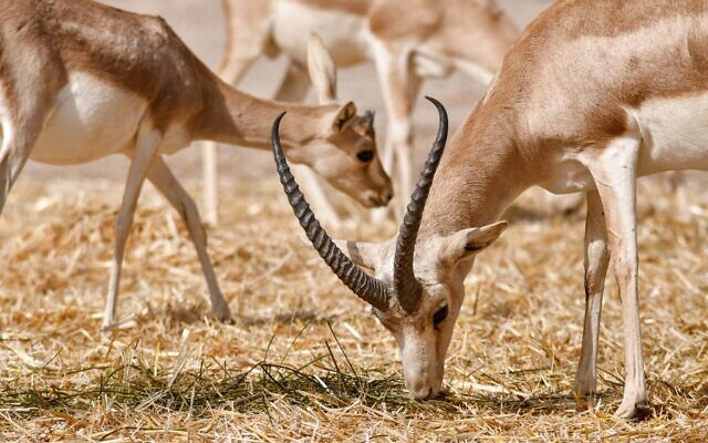 Des gazelles Rhim broutent dans la réserve faunique de Sawa, dans le désert de Samawa, dans la province d'al-Muthanna, dans le sud de l'Irak, le 8 juin 2022. (Crédit : Asaad NIAZI / AFP) Des gazelles Rhim broutent dans la réserve faunique de Sawa, dans le désert de Samawa, dans la province d'al-Muthanna, dans le sud de l'Irak, le 8 juin 2022. (Crédit : Asaad NIAZI / AFP)