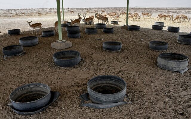 Des gazelles rhinocéros se nourrissent dans des auges de fortune faites de pneus découpés et placées sous un toit en tôle ondulée dans la réserve naturelle de Sawa, dans le désert de Samawa, dans la province d'al-Muthanna, dans le sud de l'Irak, le 8 juin 2022. (Crédit : Asaad NIAZI / AFP) Des gazelles rhinocéros se nourrissent dans des auges de fortune faites de pneus découpés et placées sous un toit en tôle ondulée dans la réserve naturelle de Sawa, dans le désert de Samawa, dans la province d'al-Muthanna, dans le sud de l'Irak, le 8 juin 2022. (Crédit : Asaad NIAZI / AFP)