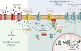 Schéma des mécanismes d'action de la kétamine récemment découverts et précédemment connus. Les molécules de kétamine inhibent directement un récepteur du neurotransmetteur glutamate, en haut à gauche, générant une cascade de réactions biochimiques qui augmente l'expression des canaux potassiques (KCNQ) dans les neurones appartenant au réseau du glutamate dans l'hippocampe ventral, à droite. (Crédit: Institut Weizmann des sciences)