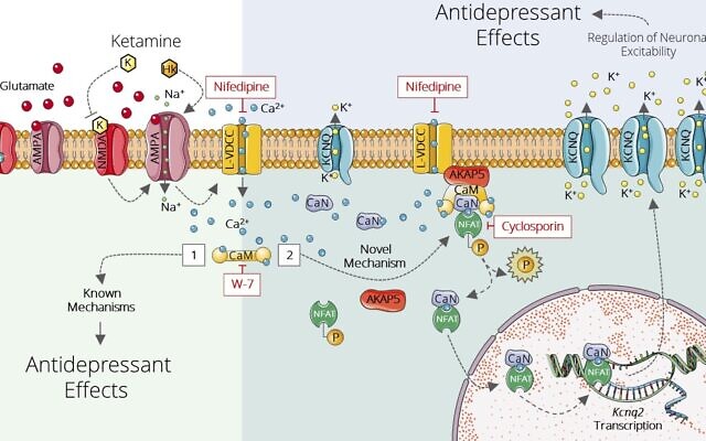 Schéma des mécanismes d'action de la kétamine récemment découverts et précédemment connus. Les molécules de kétamine inhibent directement un récepteur du neurotransmetteur glutamate, en haut à gauche, générant une cascade de réactions biochimiques qui augmente l'expression des canaux potassiques (KCNQ) dans les neurones appartenant au réseau du glutamate dans l'hippocampe ventral, à droite. (Crédit: Institut Weizmann des sciences) Schéma des mécanismes d'action de la kétamine récemment découverts et précédemment connus. Les molécules de kétamine inhibent directement un récepteur du neurotransmetteur glutamate, en haut à gauche, générant une cascade de réactions biochimiques qui augmente l'expression des canaux potassiques (KCNQ) dans les neurones appartenant au réseau du glutamate dans l'hippocampe ventral, à droite. (Crédit: Institut Weizmann des sciences)