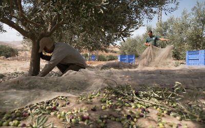 Photo d'illustration : Récolte des olives dans la vallée du Jourdain, le 5 novembre 2017. (Crédit : Yaniv Nadav/FLASH90)