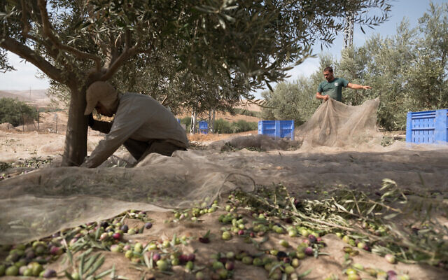 Photo d'illustration : Récolte des olives dans la vallée du Jourdain, le 5 novembre 2017. (Crédit : Yaniv Nadav/FLASH90) Photo d'illustration : Récolte des olives dans la vallée du Jourdain, le 5 novembre 2017. (Crédit : Yaniv Nadav/FLASH90)