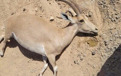 L'un des bouquetins découverts morts dans la ville de Mtizpe Ramon, dans le sud du pays, le 11 juin 2022. (Crédit : Yedidia Shmuel, Israel Nature and Parks Authority)