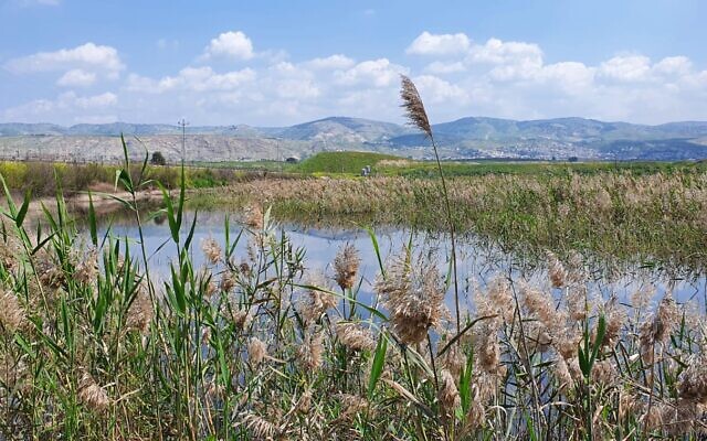 Le tout premier étang israélien à avoir été renaturalisé par la Société de la protection de la nature en Israël et testé comme base pour des crédits carbone par  Terrra, à Kfar Ruppin, le 27 mars 2022. (Crédit : Shai Ben Aharon)