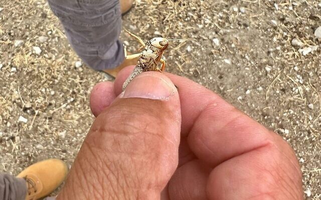 Cette photo fournie par le ministère de l'Agriculture montre un membre d'une délégation israélienne tenant un criquet, face à une épidémie de ces insectes en Sardaigne, le 3 juillet 2022 (Crédit : Yoav Motro/Ministère de l'Agriculture) Cette photo fournie par le ministère de l'Agriculture montre un membre d'une délégation israélienne tenant un criquet, face à une épidémie de ces insectes en Sardaigne, le 3 juillet 2022 (Crédit : Yoav Motro/Ministère de l'Agriculture)