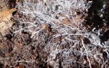 Filaments fongiques. (Crédit : Jerzy Opioła/CC BY-SA 4.0/Wikimedia Commons)