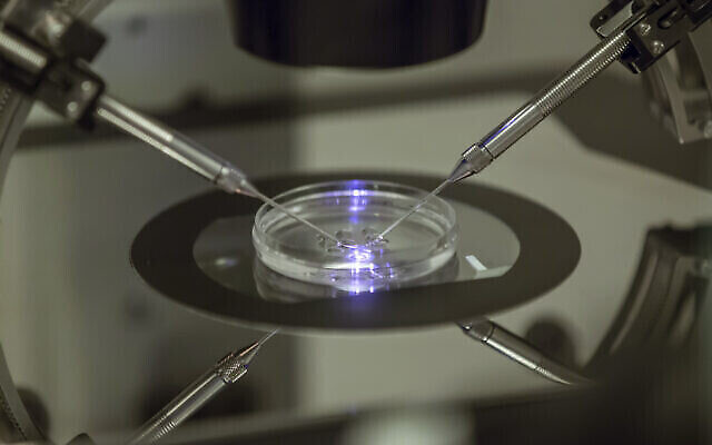 Illustration : Un embryologiste spécialisé dans la FIV travaillant sur une boîte de Pétri dans une clinique de fertilité, à Londres, le 14 août 2013. (Crédit : AP Photo/Sang Tan/Dossier) Illustration : Un embryologiste spécialisé dans la FIV travaillant sur une boîte de Pétri dans une clinique de fertilité, à Londres, le 14 août 2013. (Crédit : AP Photo/Sang Tan/Dossier)