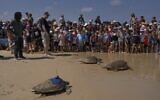 Des tortues de mer vertes et brunes se dirigent vers la mer Méditerranée après avoir été relâchées par le Centre de sauvetage des tortues de mer, géré par l'Autorité israélienne de la nature et des parcs, sur la plage de Beit Yanai, le vendredi 8 juillet 2022. (Crédit: AP Photo/Oded Balilty)