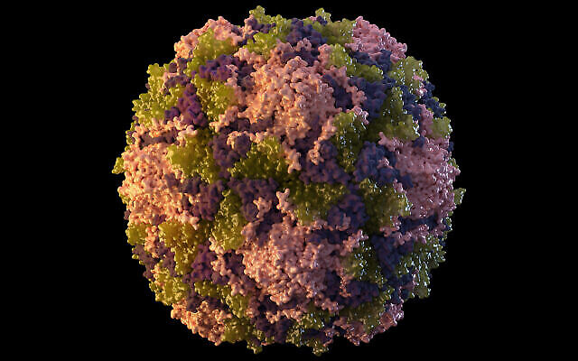 Cette illustration de 2014 mise à disposition par les Centres américains de contrôle et de prévention des maladies représente une particule de virus de la polio. (Crédit : Sarah Poser, Meredith Boyter Newlove/CDC via AP)