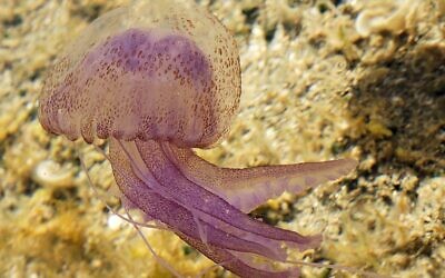 Une Pelagia noctiluca sur la côte sud de l’Italie. (Crédit : Hans Hillewaert / CC BY-SA 4.0)