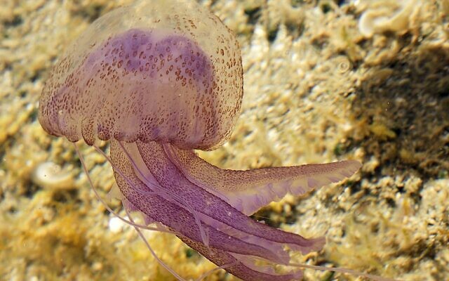 Une Pelagia noctiluca sur la côte sud de l’Italie. (Crédit : Hans Hillewaert / CC BY-SA 4.0)
